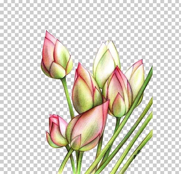Tulip Plant Stem Pink Green PNG, Clipart, Color, Cut Flowers, Download, Encapsulated Postscript, Floral Design Free PNG Download