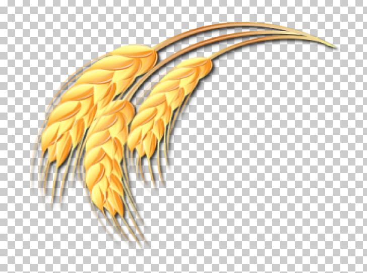 Wheat Ear Drawing PNG, Clipart, Beak, Branch, Commodity, Download, Drawing Free PNG Download