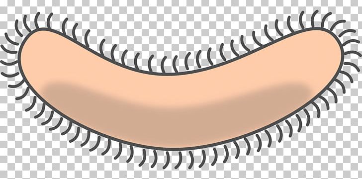 Bacteria Microorganism PNG, Clipart, Animal, Animals, Cartoon, Caterpillar, Eyelash Free PNG Download