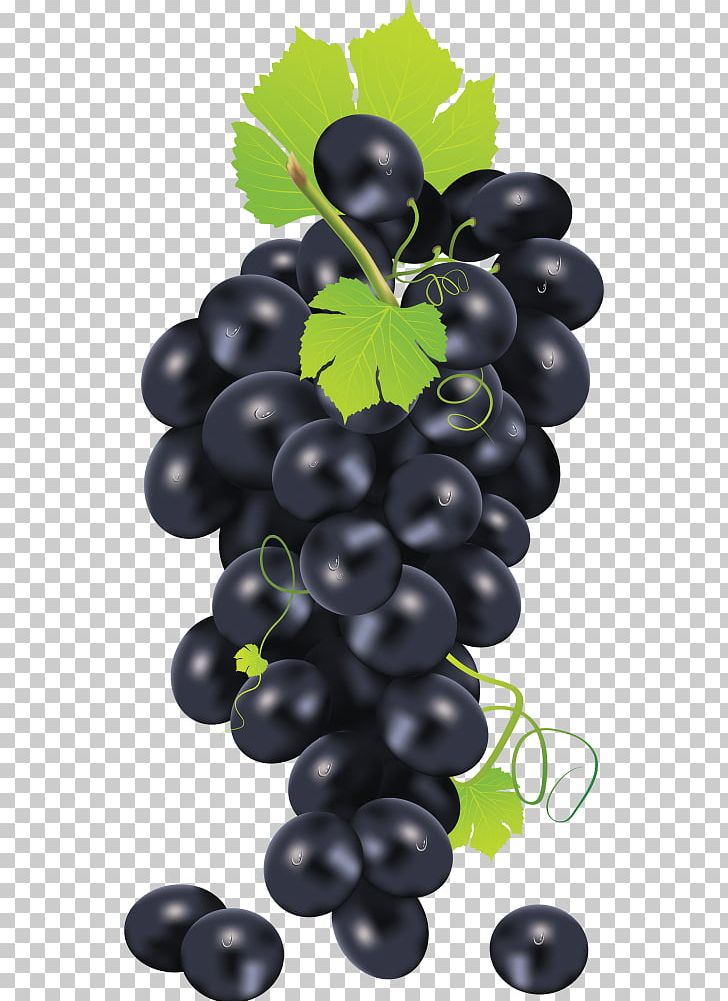 Common Grape Vine Grape Seed Oil Graphics PNG, Clipart, Art Black, Berry, Bilberry, Black Grape, Common Grape Vine Free PNG Download