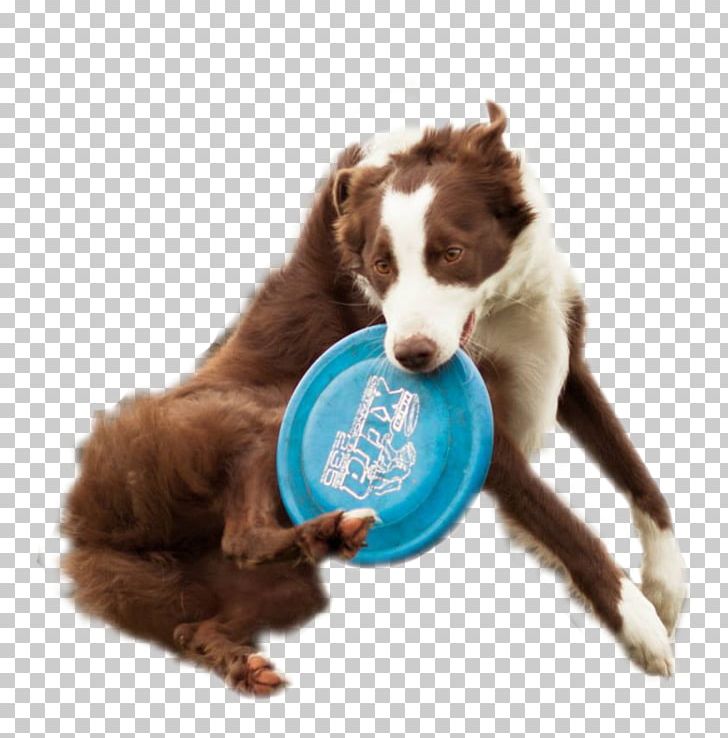 Dog Breed Puppy Disc Dog Flying Discs PNG, Clipart, Animals, Ashley Whippet, Canidae, Companion Dog, Disc Dog Free PNG Download
