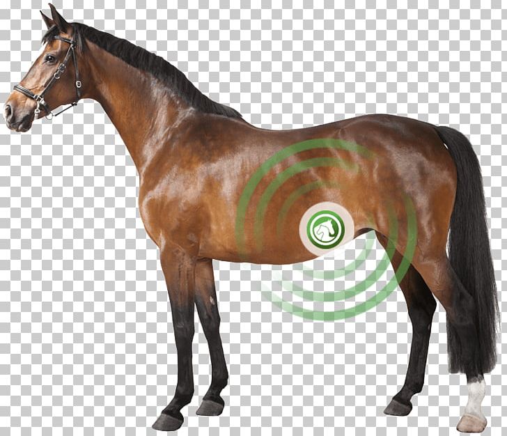 German Riding Pony Haflinger Oldenburg Horse Konik PNG, Clipart, Bridle, Colt, Endurance Riding, Equestrian, Haflinger Free PNG Download