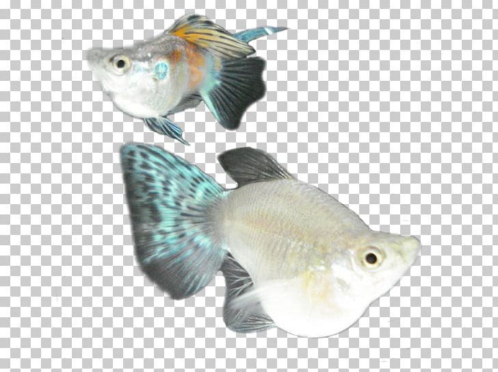 Ornamental Fish Goldfish Common Molly Aquariums PNG, Clipart, Angelfish, Animals, Aquarium, Aquariums, Brackish Water Free PNG Download