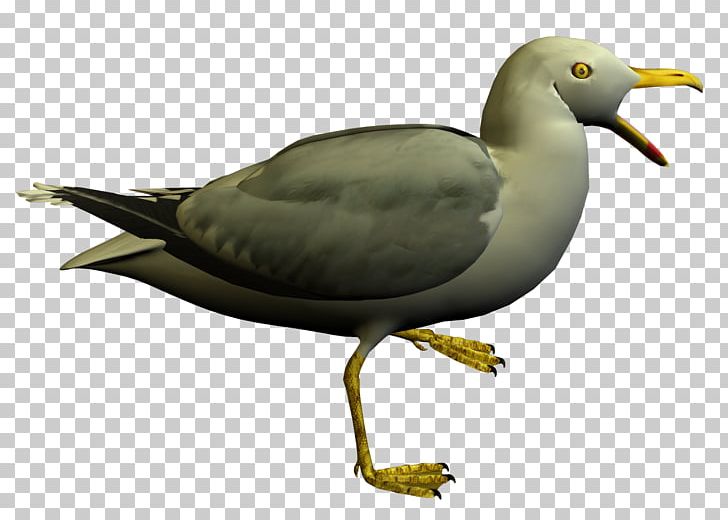 Seabird European Herring Gull Gulls Shorebirds PNG, Clipart, Animal, Animals, Beak, Bird, Charadriiformes Free PNG Download