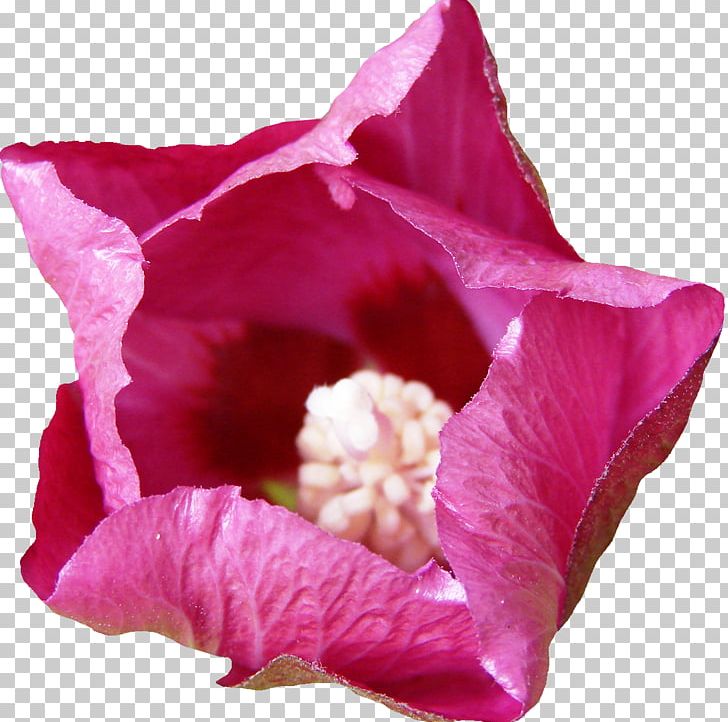 Mallows Hibiscus Magenta Rosaceae Violet PNG, Clipart, Family, Flower, Flowering Plant, Flowers, Herbaceous Plant Free PNG Download