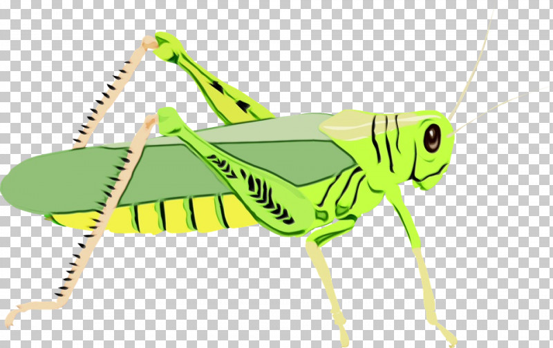 Grasshopper Insect Locust Cricket Icon PNG, Clipart, Cartoon, Cricket, Grasshopper, Insect, Locust Free PNG Download