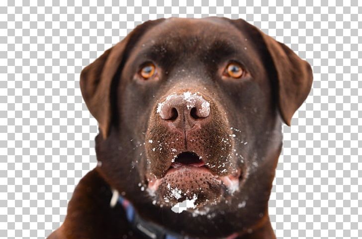 Dachshund Cat Veterinarian Labrador Retriever Rottweiler PNG, Clipart, Animal, Animals, Carnivoran, Dog, Dog Behavior Free PNG Download