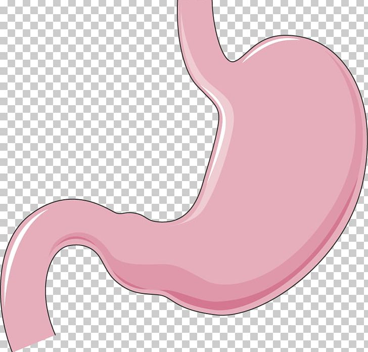 Stomach Organ Human Body Salivary Gland Human Digestive System PNG, Clipart, Abdomen, Catheter, Digestion, Flickr, Gastroesophageal Reflux Disease Free PNG Download