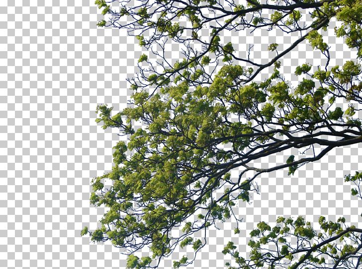 Tree Branch PNG, Clipart, Blossom, Branch, Clipart, Clip Art, Deviantart Free PNG Download