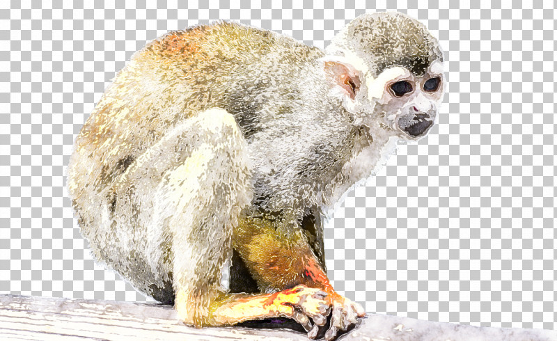 New World Monkey Snout Marmoset Wildlife Old World Monkey PNG, Clipart, Marmoset, New World Monkey, Old World Monkey, Slow Loris, Snout Free PNG Download