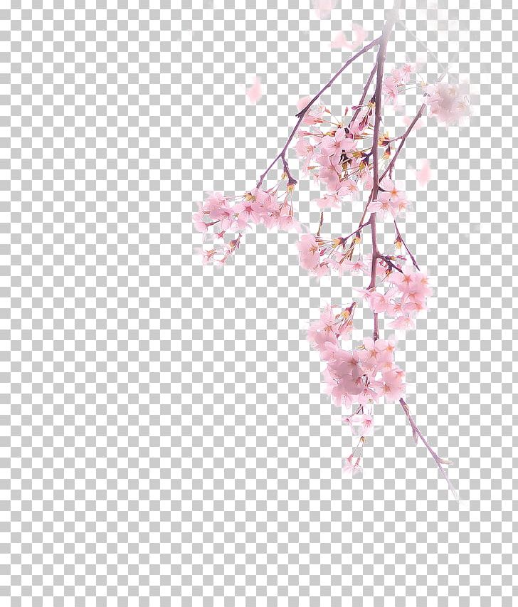 Cherry Blossom Illustration PNG, Clipart, Art, Blossom, Blossoms, Branch, Branches Free PNG Download