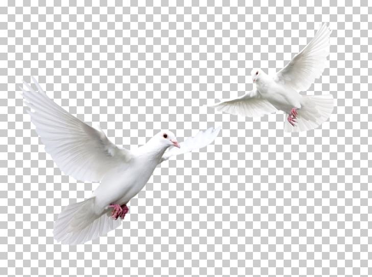 Columbidae Trash Doves Bird PNG, Clipart, Animals, Beak, Bird, Clip Art, Columbidae Free PNG Download