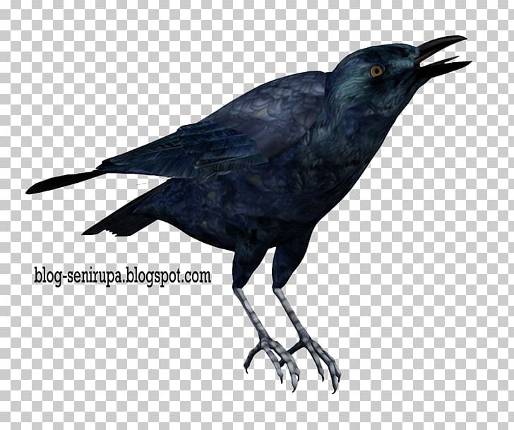 Bird American Crow Rook Carrion Crow PNG, Clipart, American Crow, Animals, Art, Beak, Bird Free PNG Download