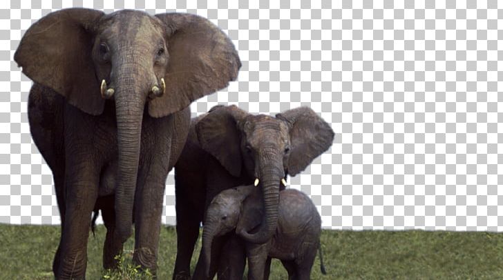 African Elephant Elephantidae Desktop Addo Elephant National Park PNG, Clipart, Addo Elephant National Park, African Elephant, Art, Desktop Wallpaper, Display Resolution Free PNG Download