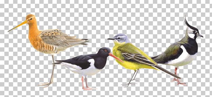 Bird Oranjepolder Beak Weidevogel Black-tailed Godwit PNG, Clipart, Animals, Beak, Bird, Birdlife Netherlands, Bird Nest Free PNG Download