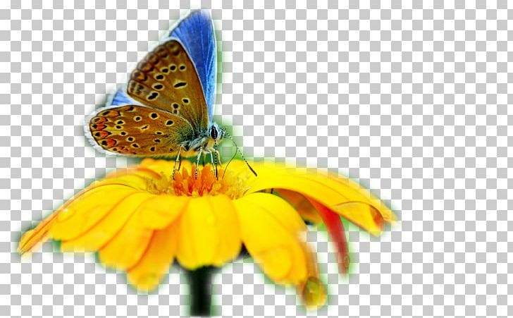 Butterfly Insect Desktop Evolution Of Butterflies PNG, Clipart, 4k Resolution, Arthropod, Brush Footed Butterfly, Butterflies And Moths, Butterfly Free PNG Download