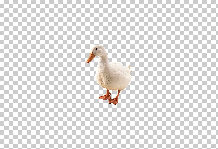 Duck With Not Bulletproof American Pekin Goose Bird PNG, Clipart, Abreuvoir, American Pekin, Animal, Animals, Background White Free PNG Download
