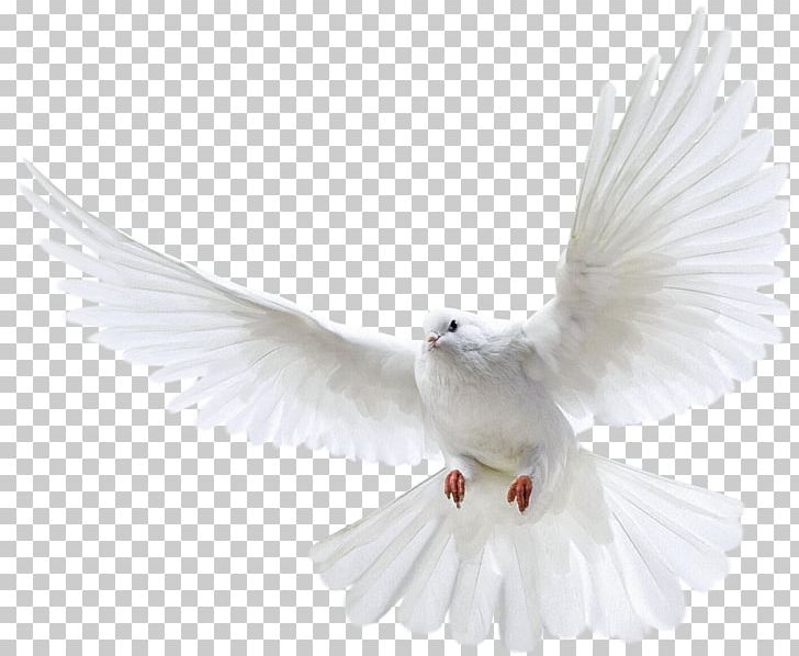 Pigeons And Doves Homing Pigeon Portable Network Graphics Bird Flight PNG, Clipart, Animals, Beak, Bird, Columbiformes, Computer Icons Free PNG Download