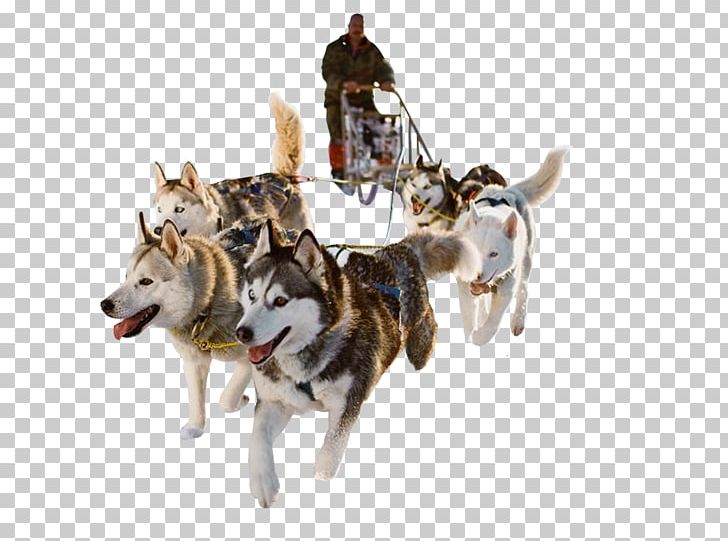 Siberian Husky Dog Sled Sled Dog Mushing PNG, Clipart, Alaskan, Animals, Canadian Eskimo Dog, Carnivoran, Cartoon Free PNG Download