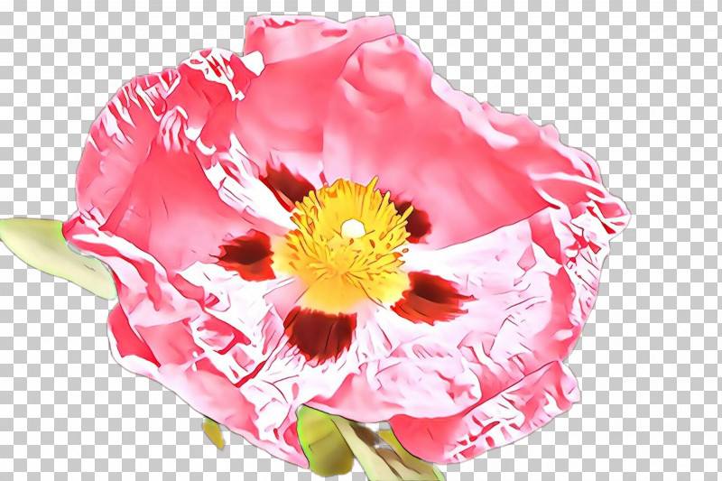 Flower Pink Petal Plant Cut Flowers PNG, Clipart, Cut Flowers, Flower, Peony, Perennial Plant, Petal Free PNG Download