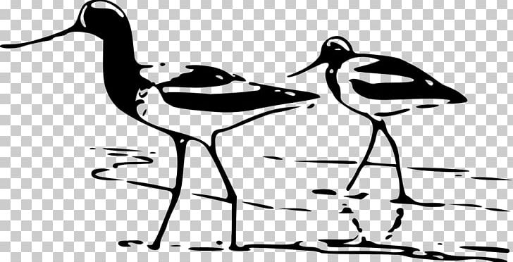 Bird PNG, Clipart, Animals, Art, Artwork, Avocet, Beak Free PNG Download