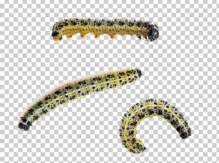 Caterpillar Large White Butterfly Beetle Cabbage White PNG, Clipart, Animals, Beetle, Body Jewelry, Brassica Oleracea, Butterflies And Moths Free PNG Download