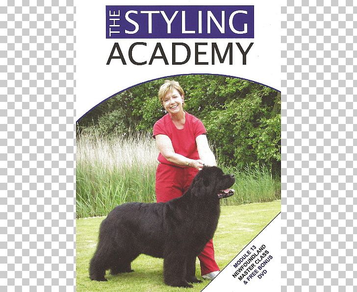 Dog Breed Poodle Obedience Training Sporting Group Newfoundland And Labrador PNG, Clipart, Academy Sportsoutdoors, Breed, Dog, Dog Breed, Dog Breed Group Free PNG Download