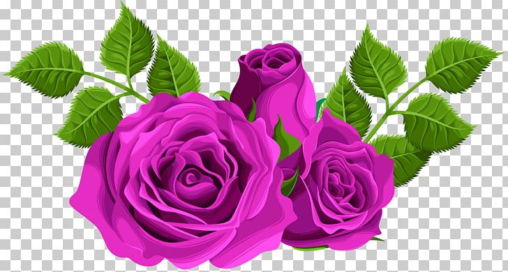 File Formats Lossless Compression PNG, Clipart, Black Rose, Centifolia Roses, Clipart, Cut Flowers, Desktop Wallpaper Free PNG Download