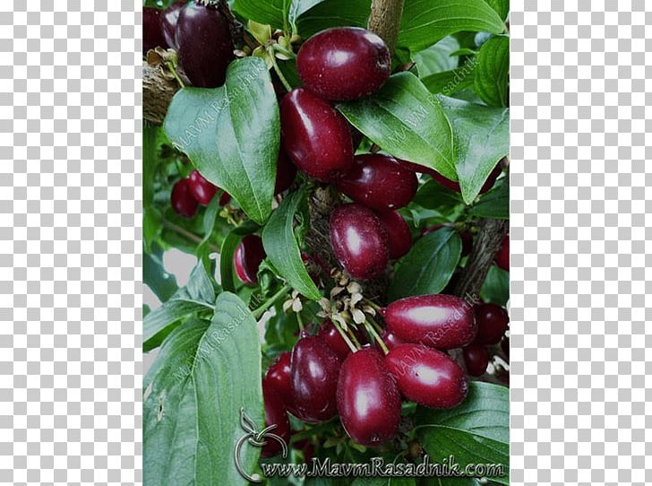 Gooseberry Rasadnik MAVM Cornelian Cherry Fruit Lingonberry PNG, Clipart, Auglis, Berry, Bush Tomato, Cherry, Cornelian Cherry Free PNG Download