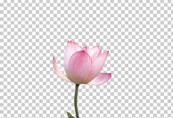 Nelumbo Nucifera PNG, Clipart, Aquatic Plant, Bud, Creative, Creative Flower, Cut Flowers Free PNG Download