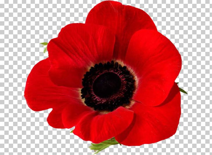 Remembrance Poppy Lest We Forget In Flanders Fields Common Poppy PNG, Clipart, Anemone, Annual Plant, Anzac, Anzac Day, Armistice Day Free PNG Download