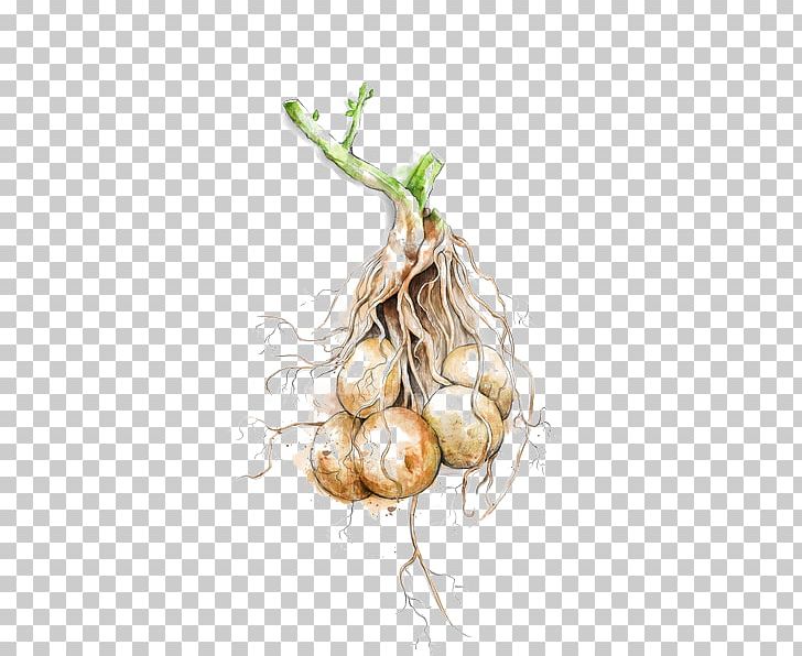 Shallot Garlic Potato Vegetable Food PNG, Clipart, Cucumber, Fried Potato, Fried Potatoes, Fruit, Hand Free PNG Download