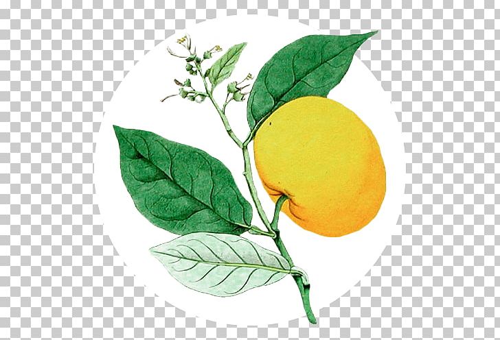 Sweet Lemon Key Lime Stock Photography PNG, Clipart, Alamy, Bergamot Orange, Bitter Orange, Branch, Citron Free PNG Download