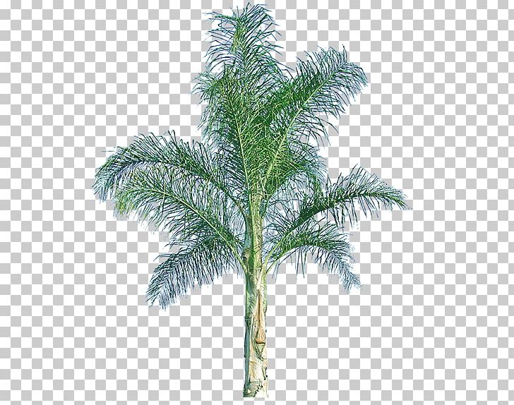 Babassu Queen Palm Arecaceae Mexican Fan Palm Howea Forsteriana PNG, Clipart, Arecaceae, Arecales, Attalea, Attalea Speciosa, Branch Free PNG Download