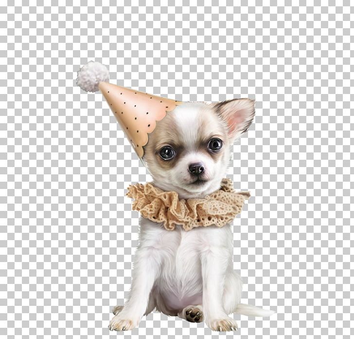 Chihuahua Dog Breed PNG, Clipart, Animal, Cari, Carnivoran, Chien, Chihuahua Free PNG Download