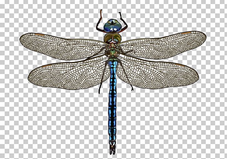 Dragonfly Insect Mosquito Animal Célula Diploide PNG, Clipart, Arthropod, Bibliophilia, Christopher Columbus, Cordoba, Death Free PNG Download