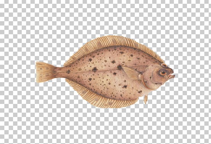 Flounder Pacific Sanddab Sole Tilapia Fish PNG, Clipart, Animals, Aquarium, Bony Fish, Common Dab, Fauna Free PNG Download