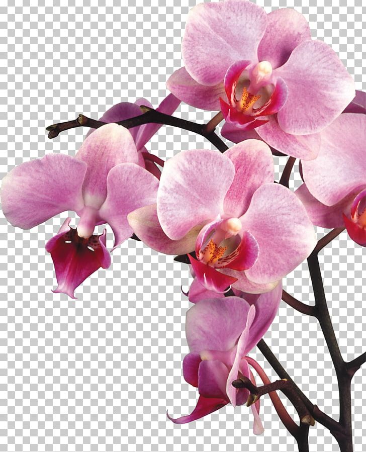 Orchids Desktop Microsoft PowerPoint PNG, Clipart, Branch, Cut Flowers, Dendrobium, Desktop Wallpaper, Download Free PNG Download