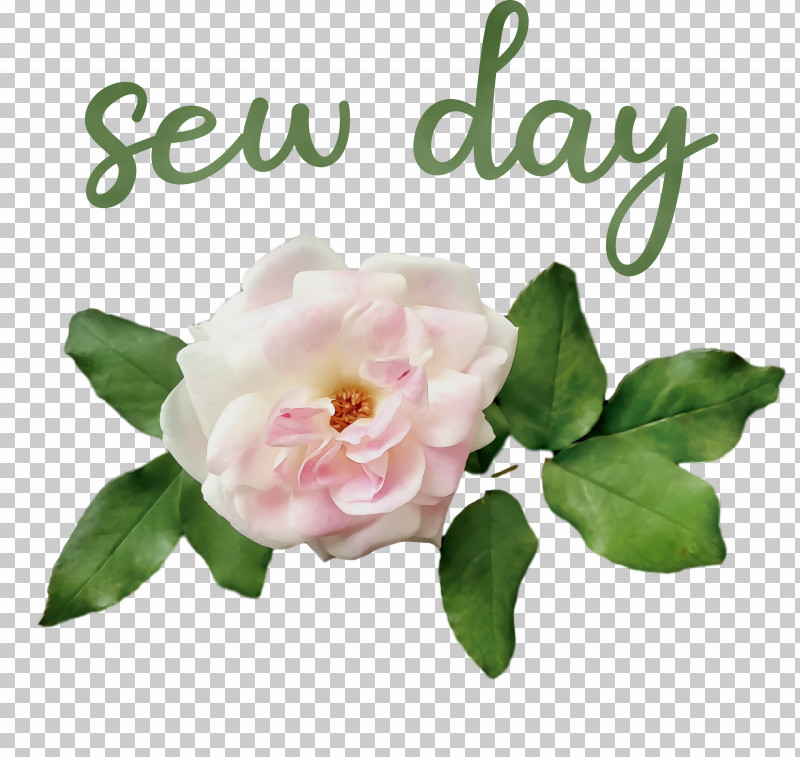 Garden Roses PNG, Clipart, Cut Flowers, Floral Design, Flower, Garden, Garden Roses Free PNG Download