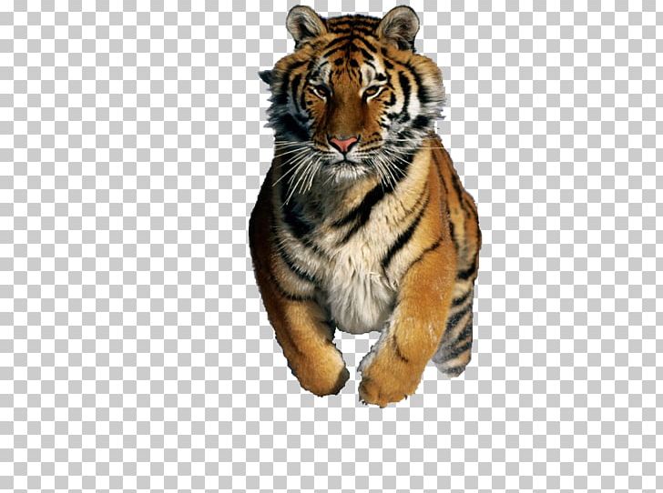 Desktop GIF Siberian Tiger 8tracks.com PNG, Clipart, 8trackscom, Bengal Tiger, Big Cats, Blur, Carnivoran Free PNG Download