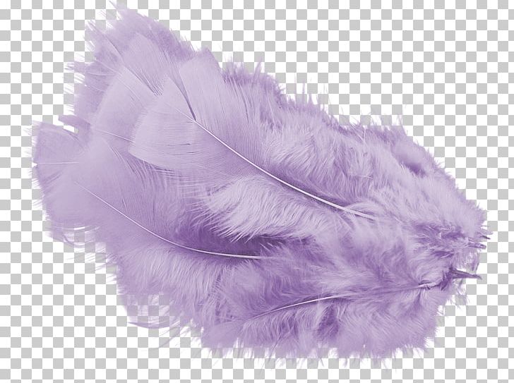 Feather Color Violet Computer Software PNG, Clipart, Animals, Blog, Color, Colored Pencil, Computer Software Free PNG Download