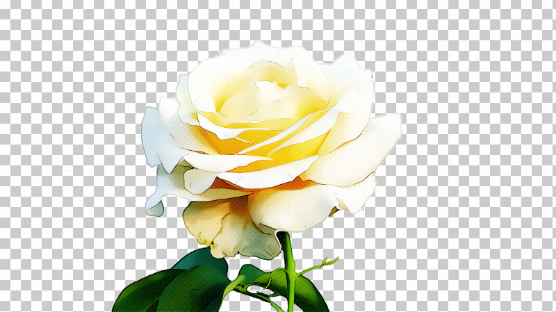 Garden Roses PNG, Clipart, Floribunda, Flower, Garden Roses, Petal, Plant Free PNG Download