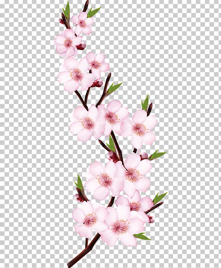 Peach Flower Shoot PNG, Clipart, Adobe Illustrator, Blossom, Blossom Vector, Branch, Cherry Free PNG Download