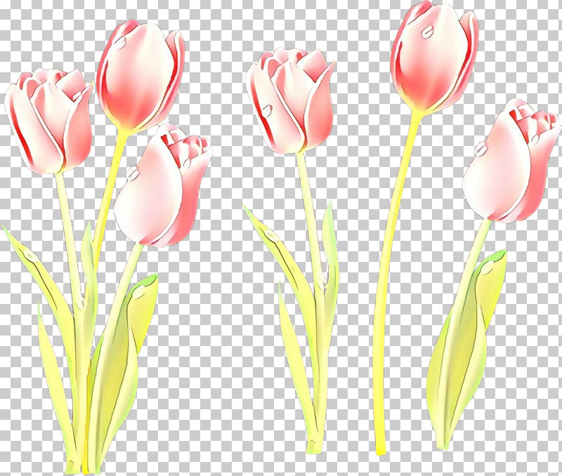 Tulip Flower Pink Cut Flowers Plant PNG, Clipart, Cut Flowers, Flower, Lily Family, Pedicel, Petal Free PNG Download
