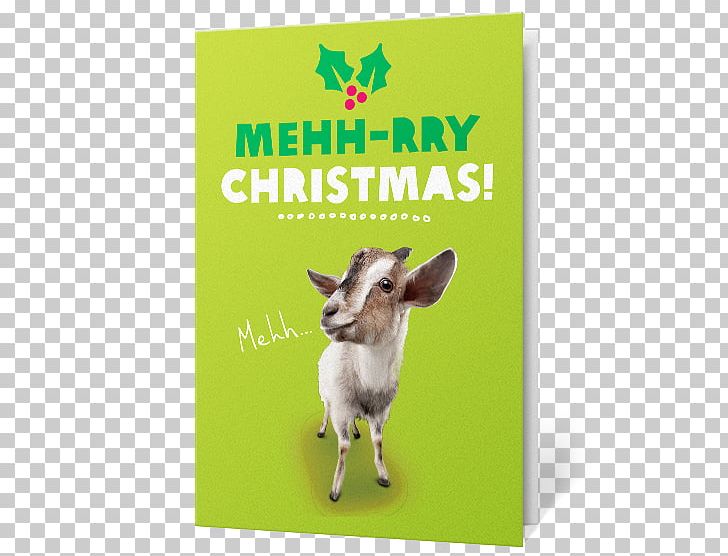 Goat Fauna PNG, Clipart, Animals, Cow Goat Family, Fauna, Goat, Goat Antelope Free PNG Download