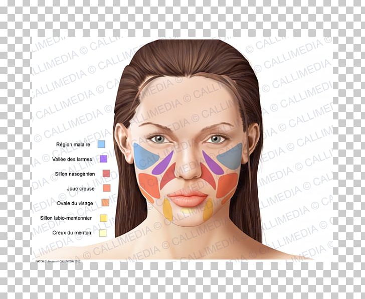 Human Anatomy Nose Chin Zygomatic Bone PNG, Clipart, Anatomy, Cheek, Chin, Face, Forehead Free PNG Download