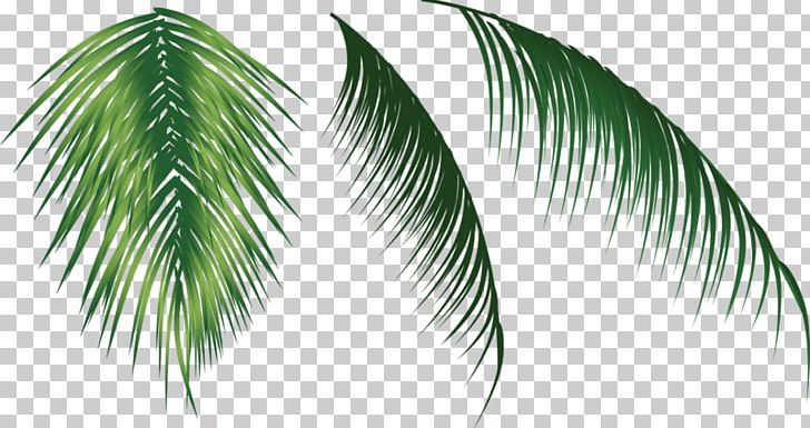 Arecaceae Flower PNG, Clipart, Arecales, Autumn Leaves, Banana Leaves, Beautiful, Coconut Free PNG Download