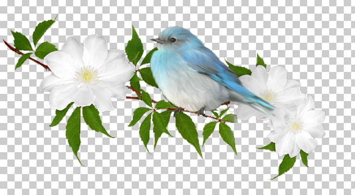 Bird Dhikr House Sparrow PNG, Clipart, Beak, Bird, Blossom, Bluebird, Branch Free PNG Download