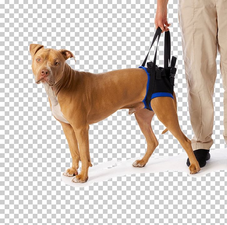 Dog Breed Cat Dog Harness Pet PNG, Clipart, Animals, Assistance Dog, Carnivoran, Cat, Disability Free PNG Download