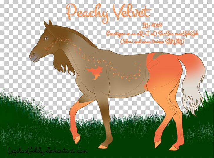Mane Foal Stallion Colt Mustang PNG, Clipart, Bridle, Colt, Fauna, Foal, Grass Free PNG Download